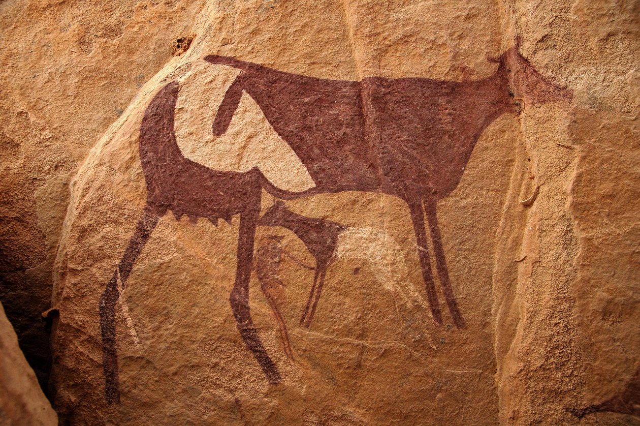 Stenkonst, förhistoria: Stenmålning av en stor tvåfärgad ko och dess kalv i ett utsmyckat skydd, i Uweinat-massivet, Sudan. Period från 8000 till 3000 år f.Kr. Fotografi av Unbekannt