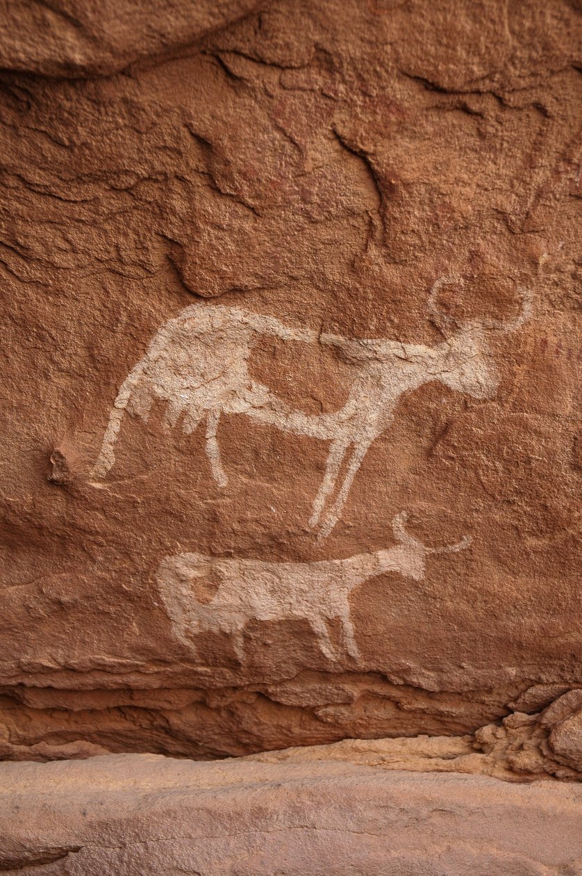 Hällkonst, förhistoria: Stenmålning av två kor med stora horn (långt horn) i ett utsmyckat skydd, i Uweinat-massivet, Sudan (Karkur-Talh eller Karkur Talh). Period från 8000 till 3000 år f.Kr. Fotografi av Unbekannt