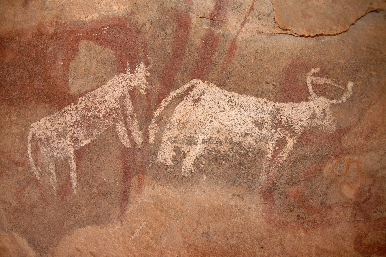 Hällkonst, förhistoria: Stenmålning av vit och tvåfärgad boskap i ett utsmyckat skydd, i Uweinat-massivet, Sudan (Karkur-Talh eller Karkur Talh). Period från 8000 till 3000 år f.Kr. Fotografi av Unbekannt