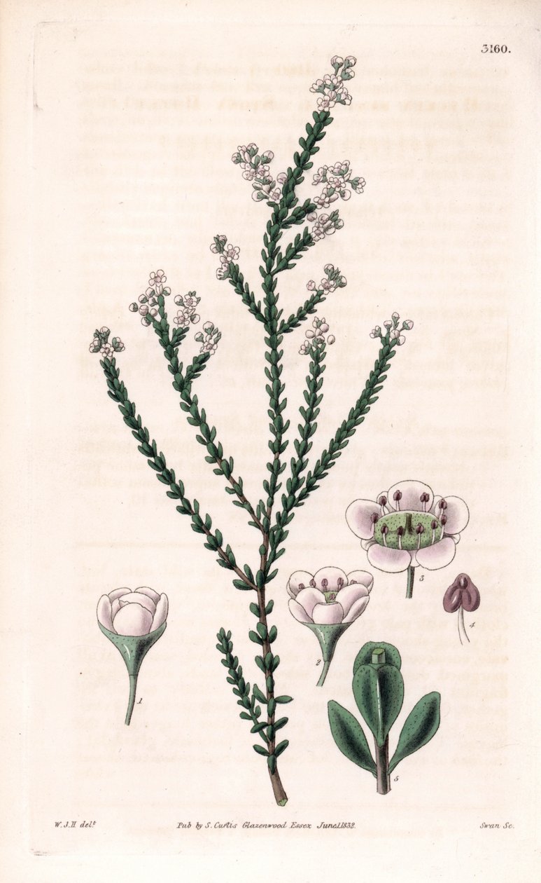 Klipptryptomene, Thryptomene saxicola (sydvästra Australiens klippbuske) (Stenig baeckea, Baeckea saxicola). Handkolorerat kopparstick av Swan efter en illustration av William Jackson Hooker från Samuel Curtis