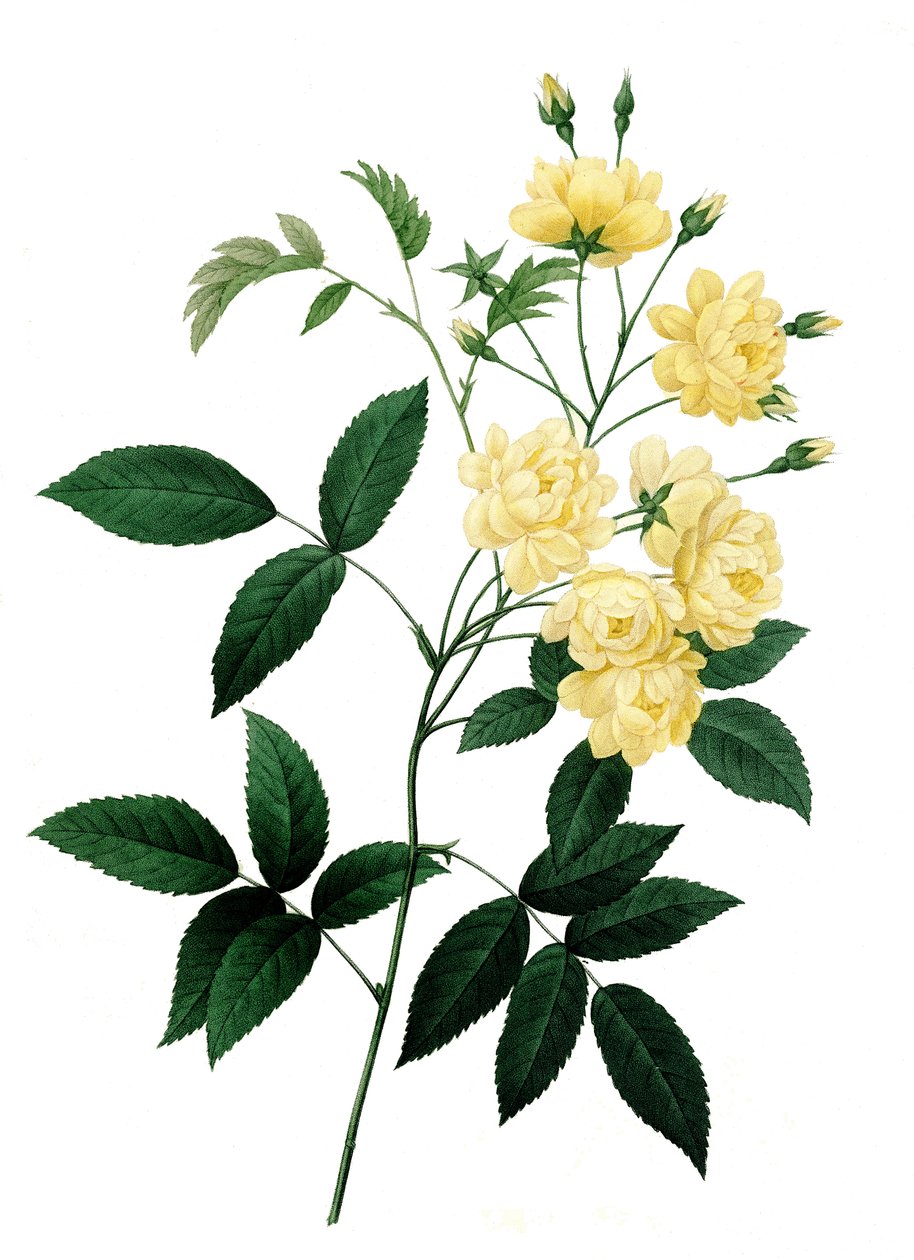 Bancks ros var. med gula blommor, Rosa banksiae, Banks ros av Unbekannter Künstler