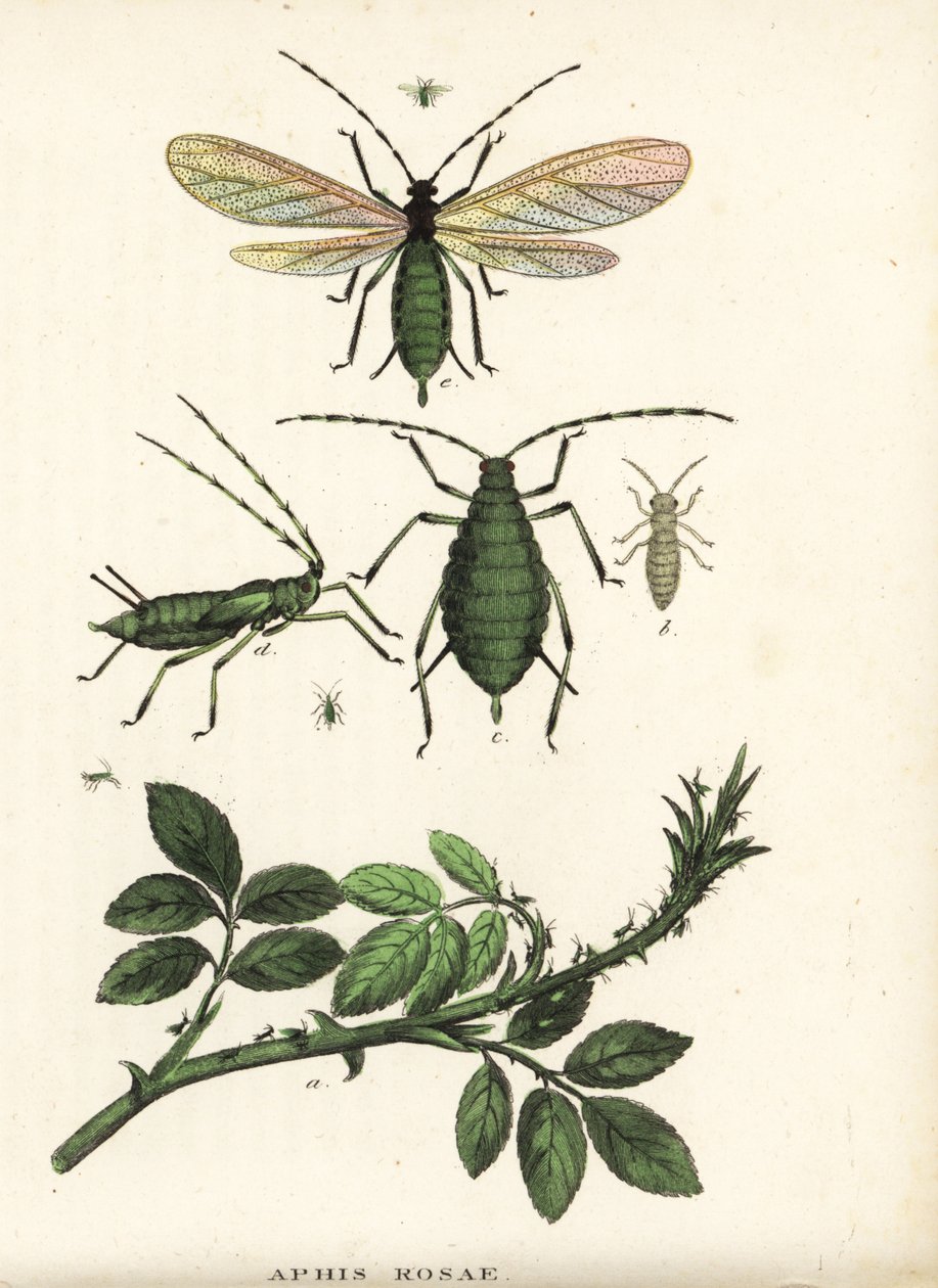 Rosenbladlus, Aphis rosae, på rosenbuske. Handkolorerad litografi från Georg Friedrich Treitschkes naturhistoriska galleri, Naturhistorischer Bildersaal des Thierreiches, Liepzig-1842. av Unbekannter Künstler