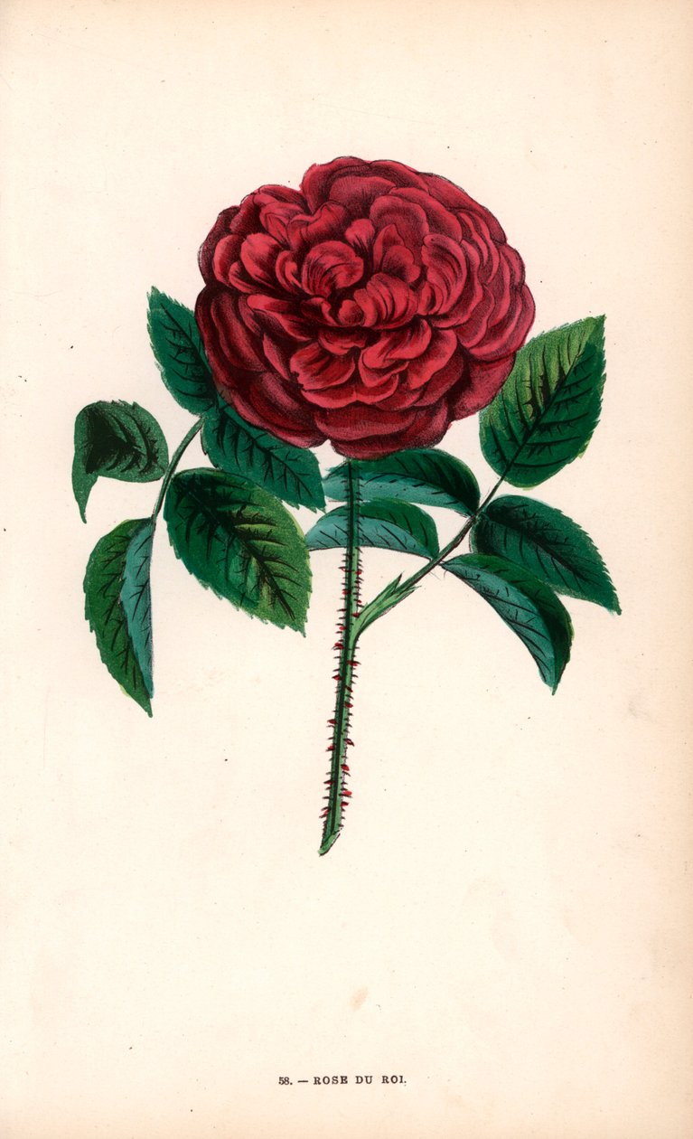 Rose du Roi, en hybrid från Portlandrosen, Rosa portlandica, av Monsieur Souchet i Sevres av Unbekannter Künstler