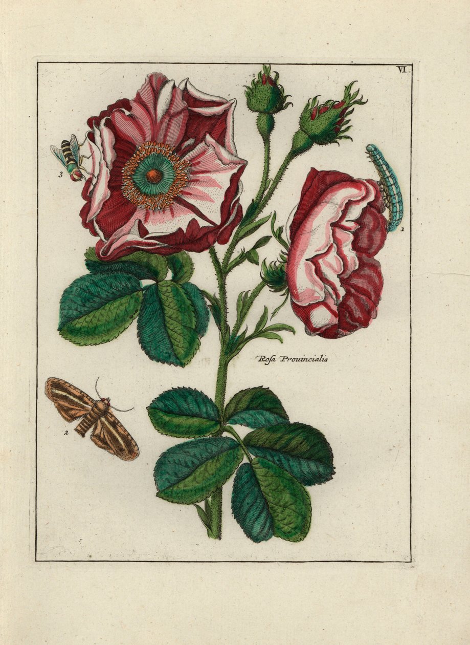 Ros, variete Rosa provincialis, med insekter - Litografi tillskriven Paul Theodor van Brussel (1754-1795), författare till omslagsbuketten, eller A.Bres., påverkad av Nicolas Robert (1614-1685), publicerad i "Nederlandsch Bloemwerk" (Nederländska blomsterk av Unbekannter Künstler