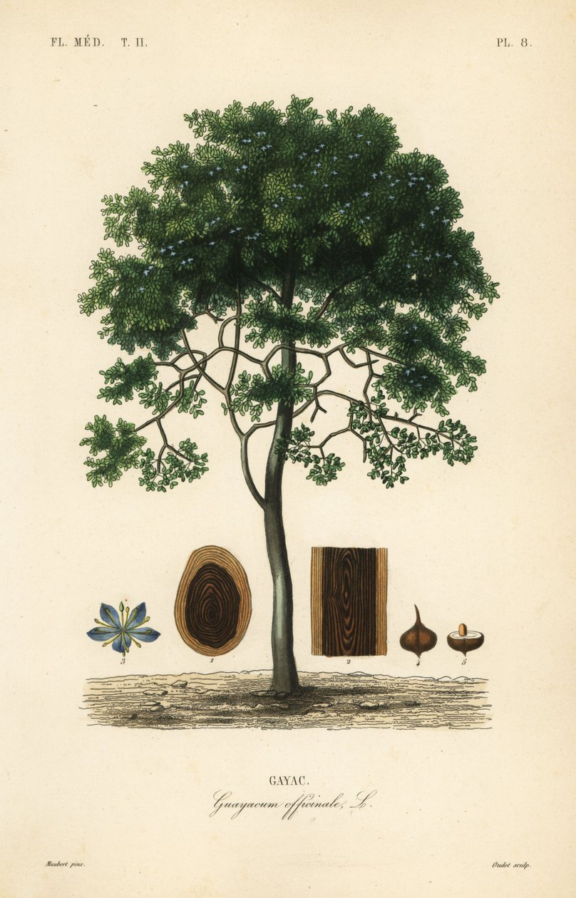 Livets grovbarkträd eller guaiacwood, Guaiacum officinale, Guayacum officinale, Gayac av Unbekannt