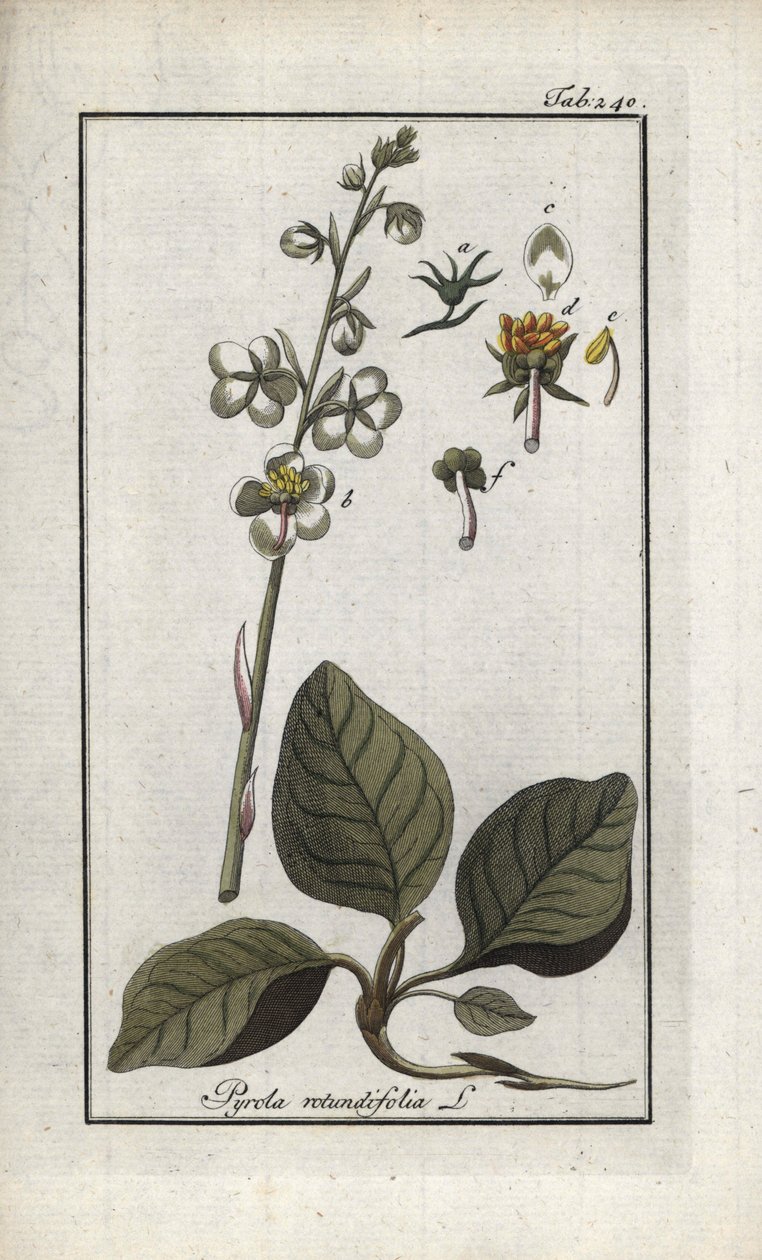 Rundbladig pyrol (Pyrola rotundifolia). Litografi från "Afbeelding der Artseny-Gewassen" av Johannes Zorn (1739-1799), Nederländerna av Unbekannter Künstler