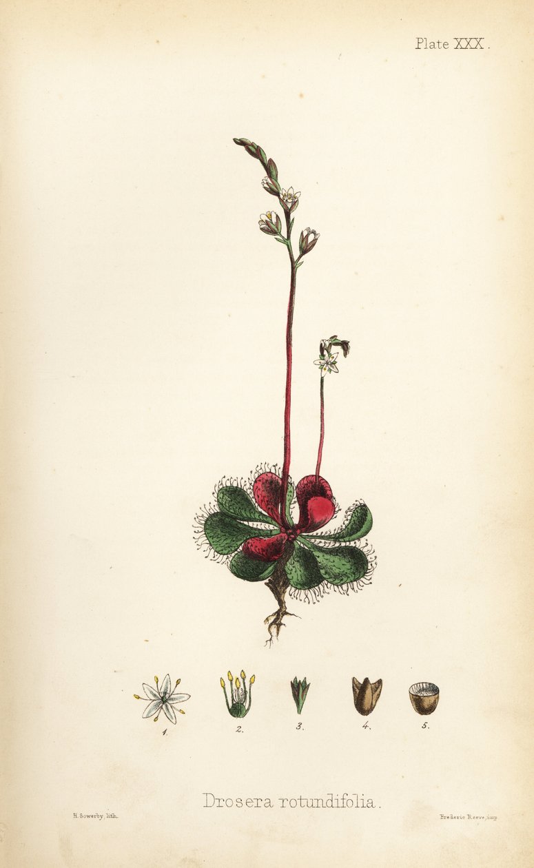 Rundbladig solduva, Drosera rotundifolia. Handkolorerad litografi av Henry Sowerby från Edward Hamiltons Flora Homeopathica, Bailliere, London av Unbekannter Künstler
