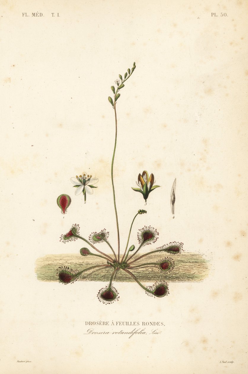 Rundbladig soldagg eller vanlig soldagg, Drosera rotundifolia, Droserie a feuilles rondes av Unbekannt
