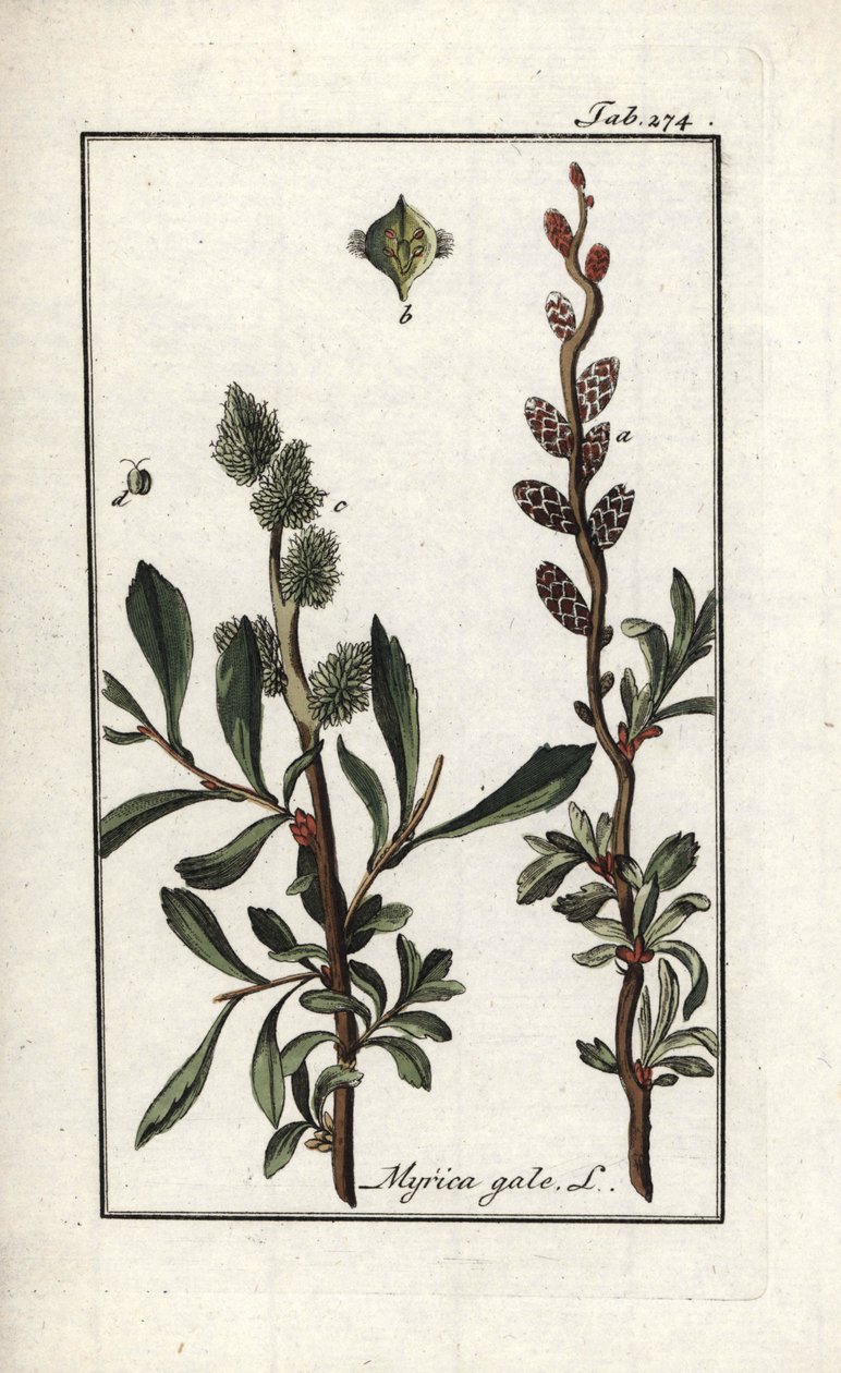 Kunglig peppar eller myrten (Myrica gale). Litografi från "Afbeelding der Artseny-Gewassen" av Johannes Zorn (1739-1799), Nederländerna av Unbekannter Künstler