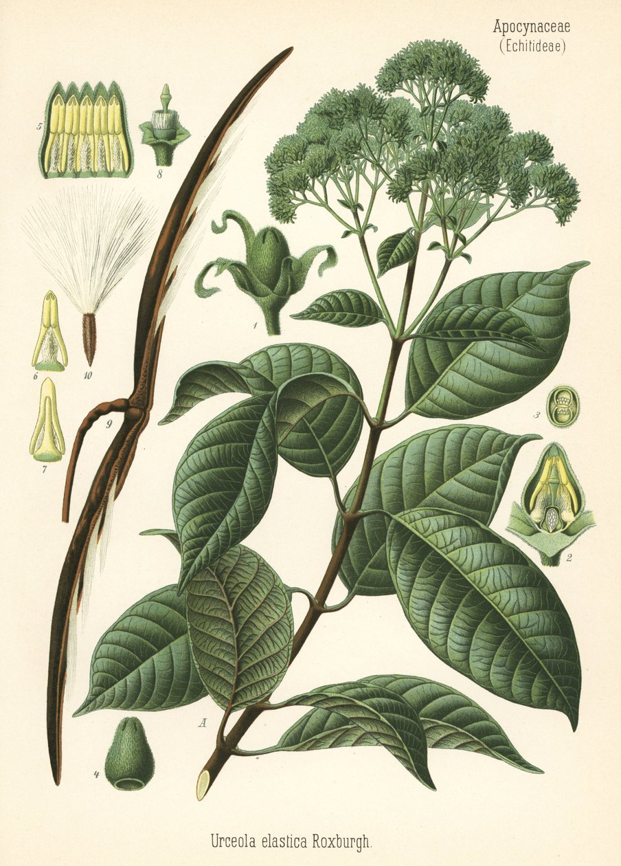 Gummiträd, Urceola elastica. Kromolitografi efter en botanisk illustration från Hermann Adolph Koehler