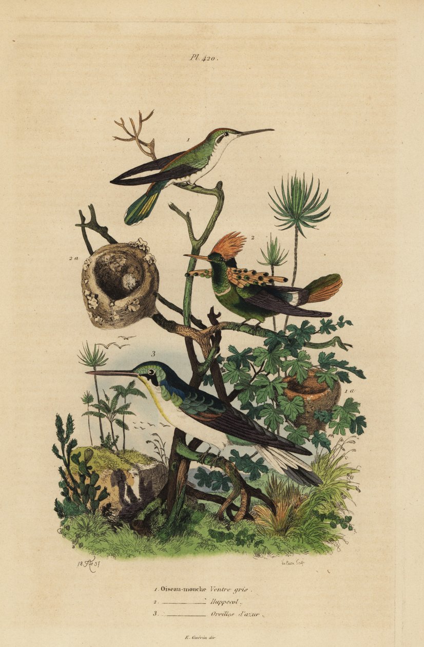 Rufous tailed kolibri, Amazilia tzacatl, Tufted coquette, Lophornis ornatus och black-eared fe, Heliothryx auritus Gråbukig kolibri, krönt krage, azurblå öron av Unbekannt