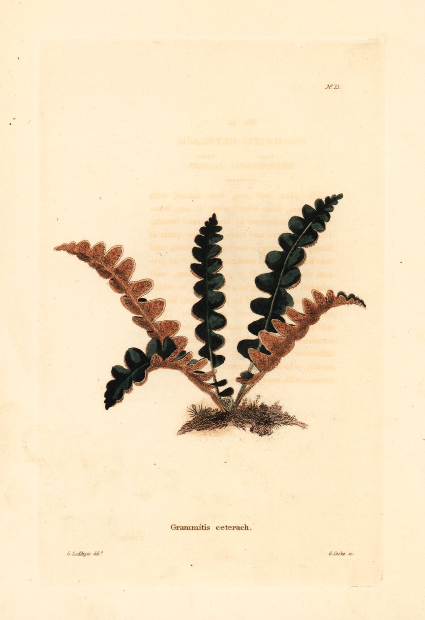 Rostig ormbunke, Ceterach officinarum (Grammitis ceterach). Handkolorerat kopparstick av George Cooke efter George Loddiges från Conrad Loddiges