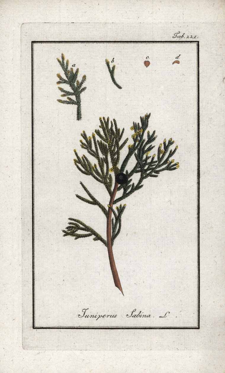 Sabinsk enbär (Juniperus sabina). Litografi från "Afbeelding der Artseny-Gewassen" av Johannes Zorn (1739-1799), Nederländerna av Unbekannter Künstler
