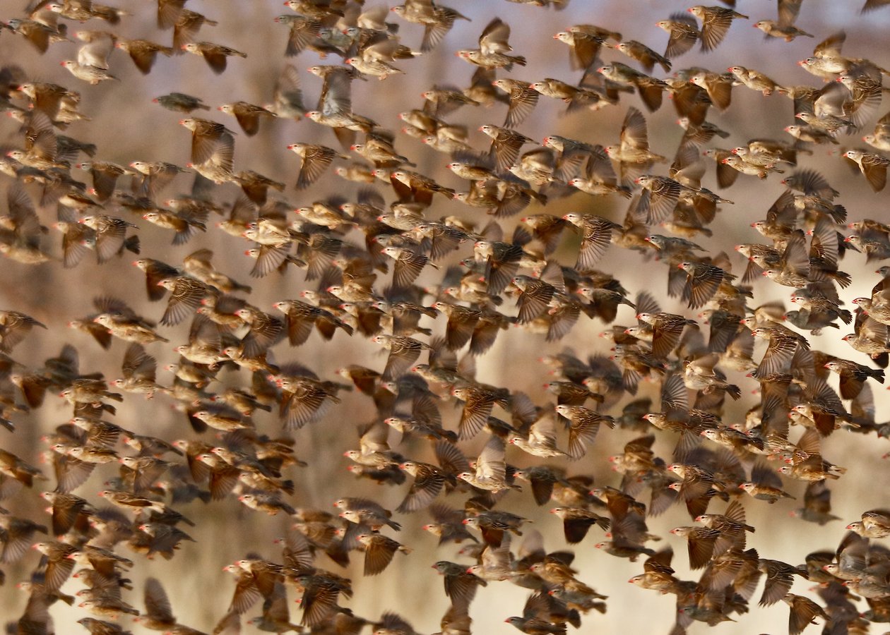 Säkerhet i nummer 3 (rödnäbbad quelea), Namibia, 2018 (foto) av Unbekannter Künstler