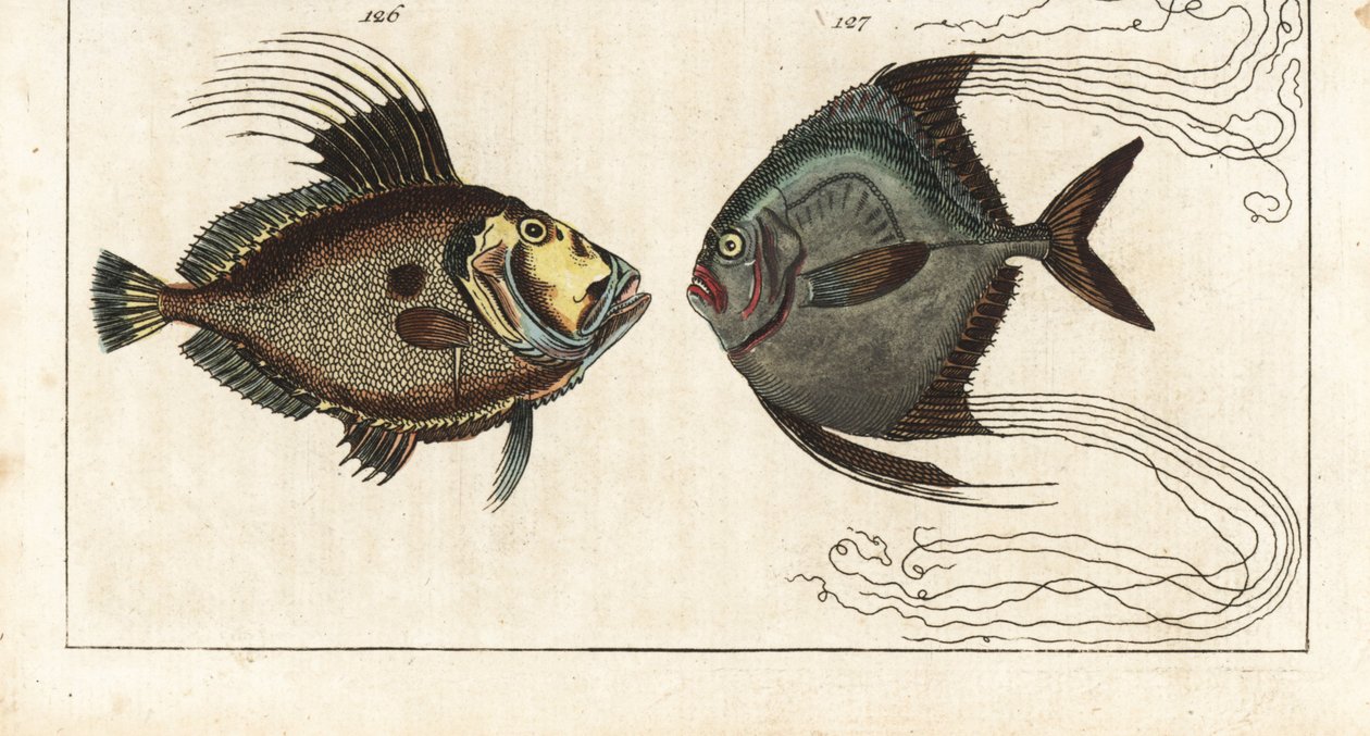Saint stone (eller havshöna, doree eller zee) - cobbler thread (eller fjädrad carangue) - John Dory, Zeus faber 126, och afrikansk pompano, Alectis ciliaris 127. Handkolorerat kopparstick från Gottlieb Tobias Wilhelms Encyclopedia of Natural History: Fish, av Unbekannter Künstler