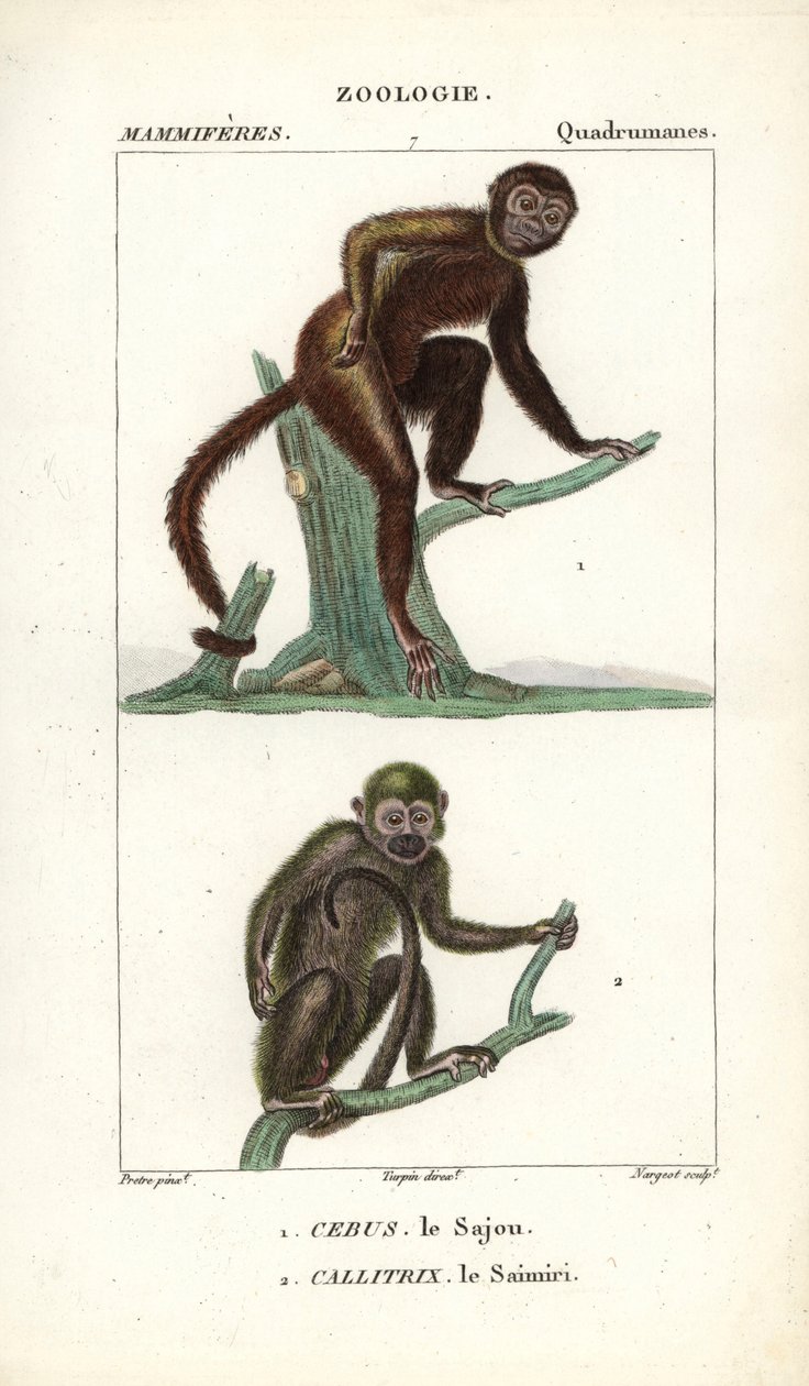 Sajou eller saphogano eller kapucinapa och saimiri eller ekorrapa - Eau forte av Jean Gabriel Pretre (1780-1845), graverad av Carnonkel, för Frederic Cuviers ordbok över naturvetenskap: däggdjur, redigerad av Pierre Jean Francois Turpin (1775-1840), publ. av Unbekannter Künstler