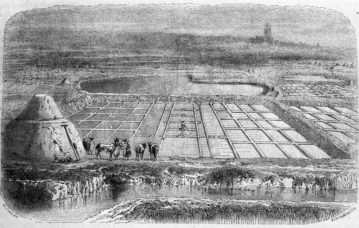 Saltproduktion: saltkärr (saltlösning) i södra Frankrike. 1800-talsgravyr av Unbekannt