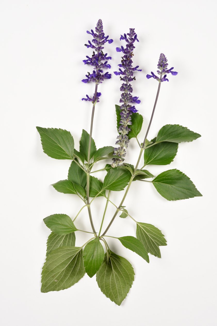 Salvia longispicata (s) farinacea/Big Blue/Hybrid Sage av Unbekannt