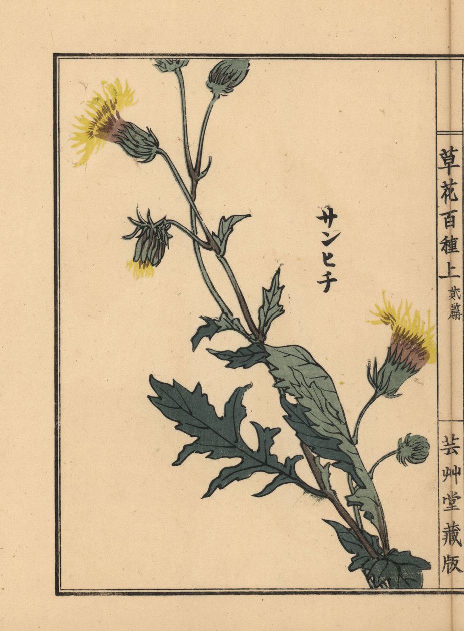 Sanhichisou eller japansk purpurpassion, Gynura japonica. Handkolorerat träsnitt av Kono Bairei från Kusa Bana Hyakushu (One Hundred Varieties of Flowers), Tokyo, Yamada av Unbekannter Künstler