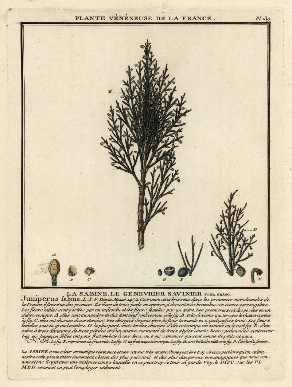 Savin enbär eller savin, Juniperus sabina. av Unbekannter Künstler