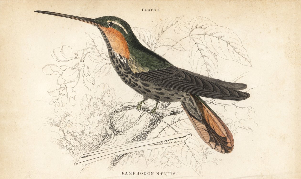 Sågnäbbad eremit, Ramphodon naevius (Fläckig sågnäbbad kolibri). Handkolorerad stålgravyr av William Lizars från Sir William Jardine