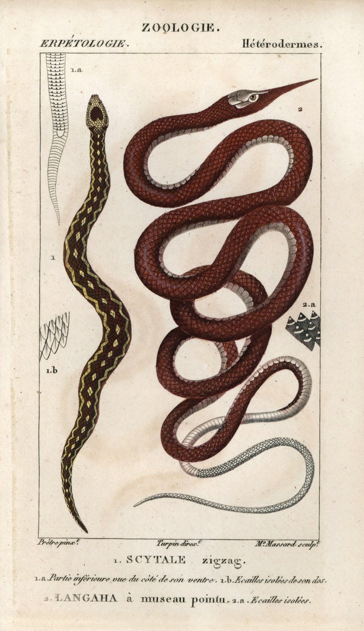 Huggorm, scytale zigzag, Echis carinatus, och bladnäsa, langaha a pointu snout, Langaha madagascariensis. Handkolorerat kopparstick från Jussieus "Dictionary of Natural Sciences" 1816-1830. Volymerna om fisk av Unbekannter Künstler