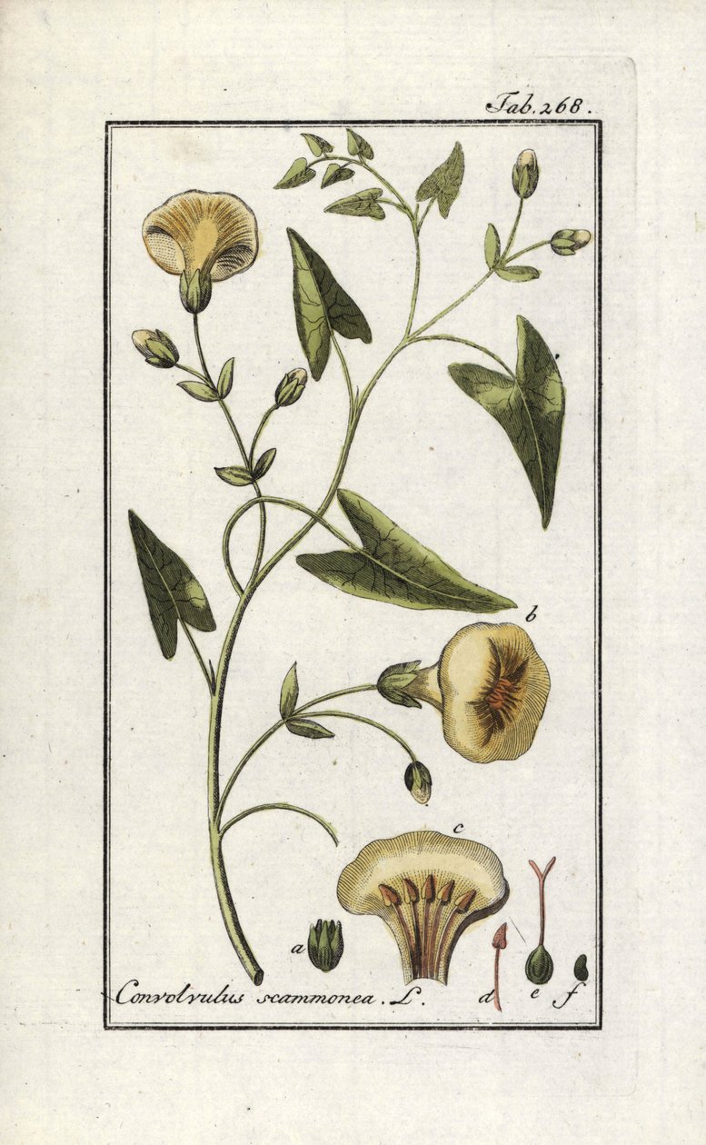 Scamonee (Convolvulus scammonia). Litografi från "Afbeelding der Artseny-Gewassen" av Johannes Zorn (1739-1799), Nederländerna av Unbekannter Künstler