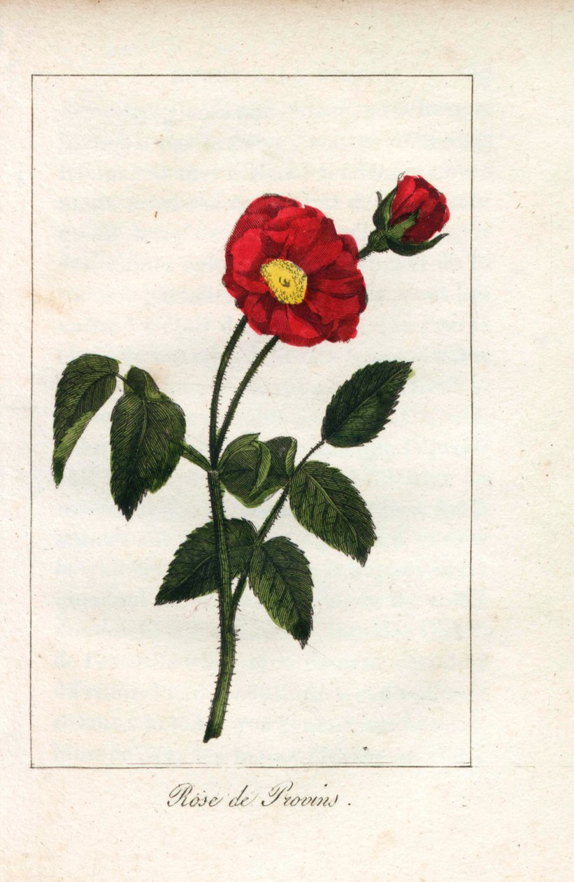 Scharlakansröd Provence-ros, ros från Provins, Rosa gallica. Handkolorerat kopparstick av en illustration av Miss Prudhomme från "Hommage rendu a la Rose", Paris, cirka 1815. En presentbok med rosens historia och ett dussin botaniska miniatyrer. av Unbekannter Künstler