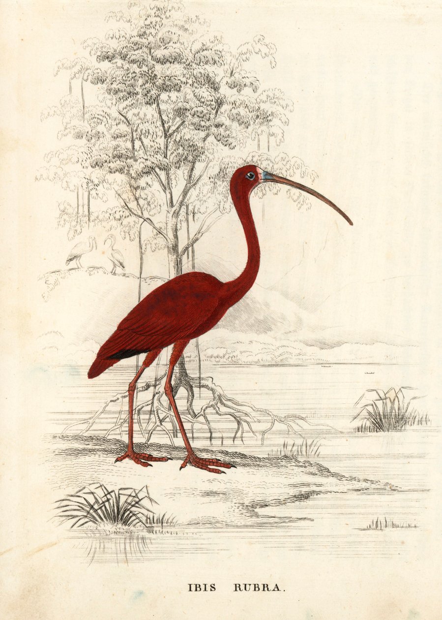 Scharlakansröd ibis, Eudocimus ruber (Ibis rubra). Handkolorerad stålgravyr från Georg Friedrich Treitschkes naturhistoriska galleri, Naturhistorischer Bildersaal des Thierreiches, Liepzig av Unbekannter Künstler