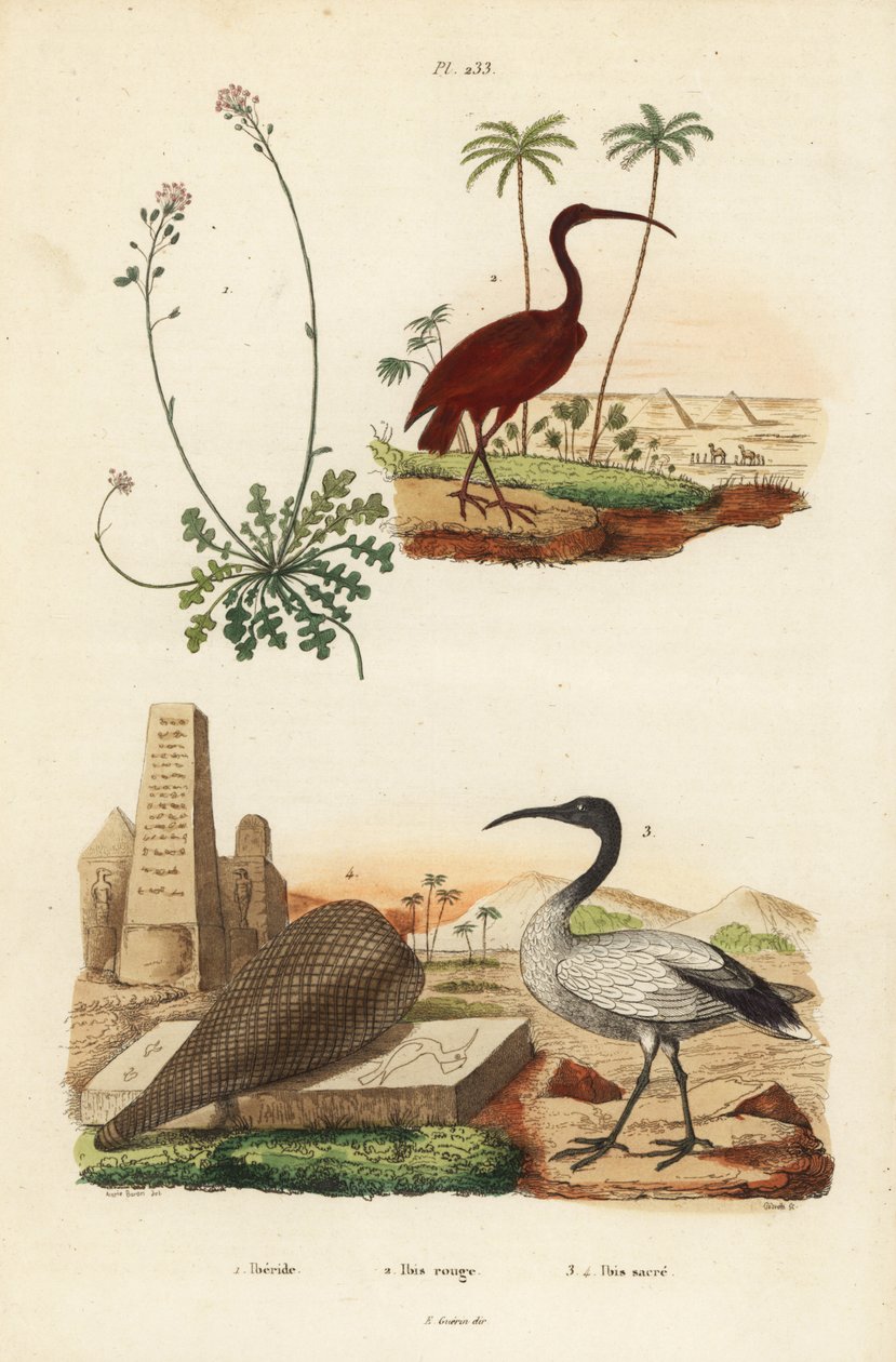 Scarlet ibis, Eudocimus rubus 2, afrikansk helig ibis, Threskiornis aethiopicus 3,4 och candytuft, Iberis sempervirens av Unbekannt