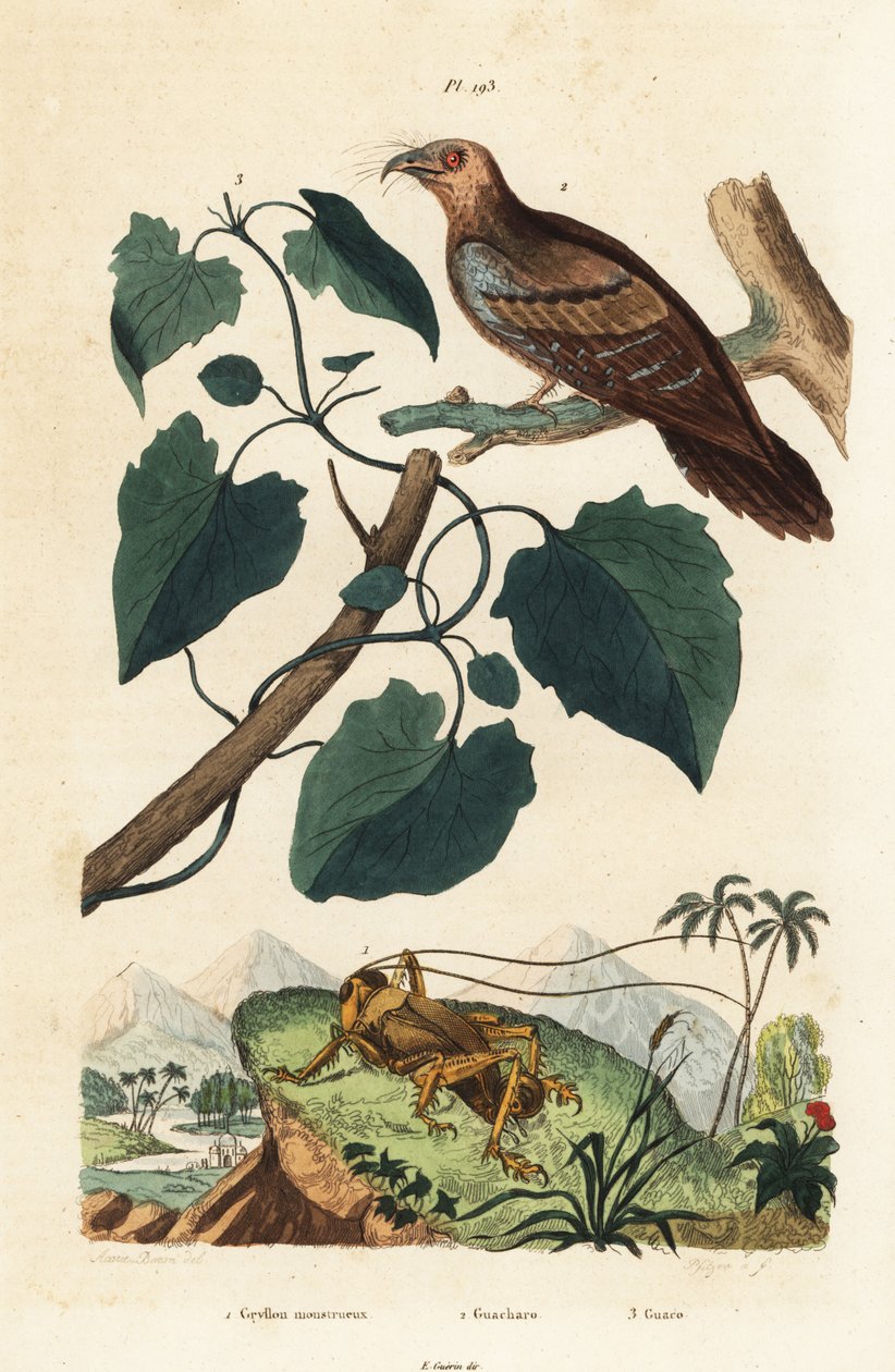 Schizodactylus monstrosus cricket 1, oilbird, Steatornis caripensis 2 och Mikania guaco vine 3 av Unbekannt