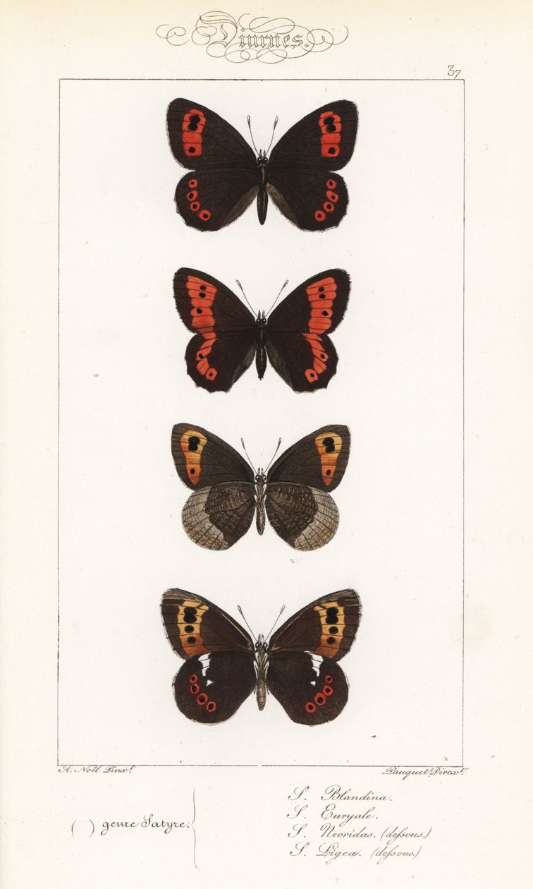 Skotsk argus, Erebia aethiops, stor ringlav, Erebia euryale, höstringlav, Erebia neoridas (ventral), och Arran brun, Erebia ligea (ventral). Handkolorerad stålgravyr av bröderna Pauquet efter en illustration av Alexis Nicolas Noel från Hippoly av Unbekannter Künstler