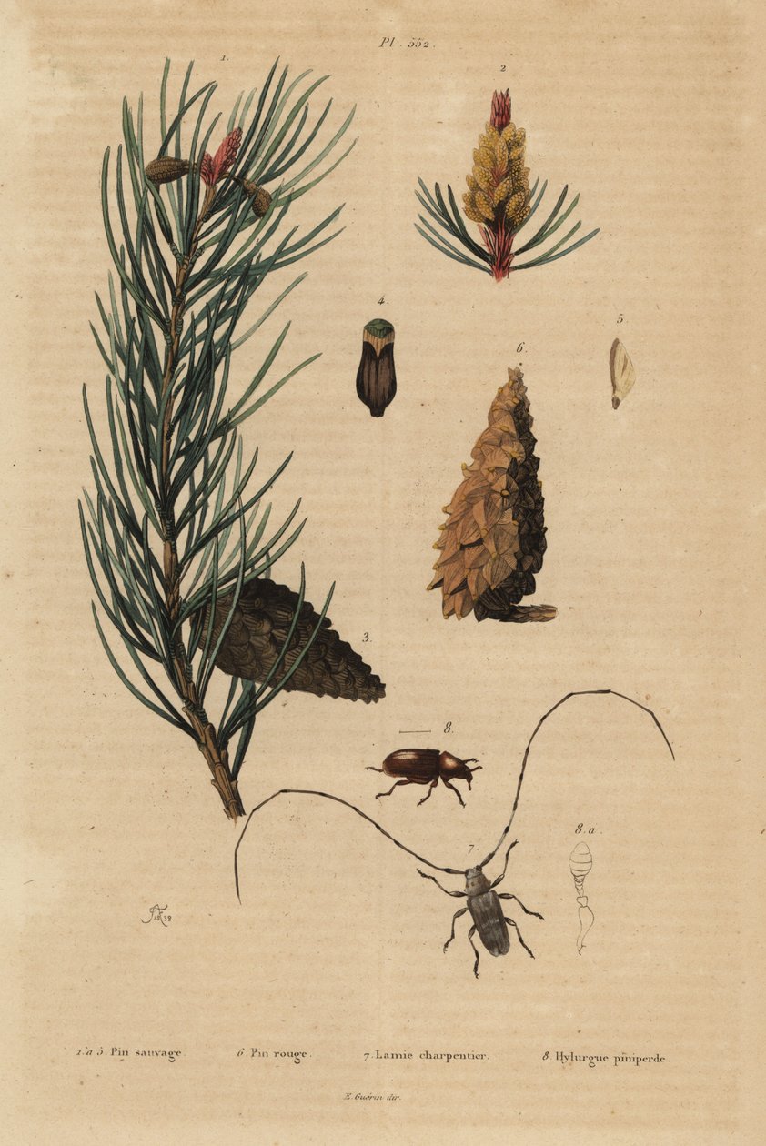 Tall, Pinus sylvestris 1-5, och röd eller furu, Pinus resinosa 6, vävbagge, Lamia textor 7 och tallbagge, Tomicus piniperda 8 av Unbekannt