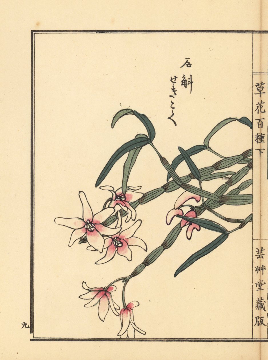 Sekkoku, Mohls dendrobium eller japansk stenorkidé, Dendrobium moniliforme. Handkolorerat träsnitt av Kono Bairei från Kusa Bana Hyakushu (One Hundred Varieties of Flowers), Tokyo, Yamada av Unbekannter Künstler
