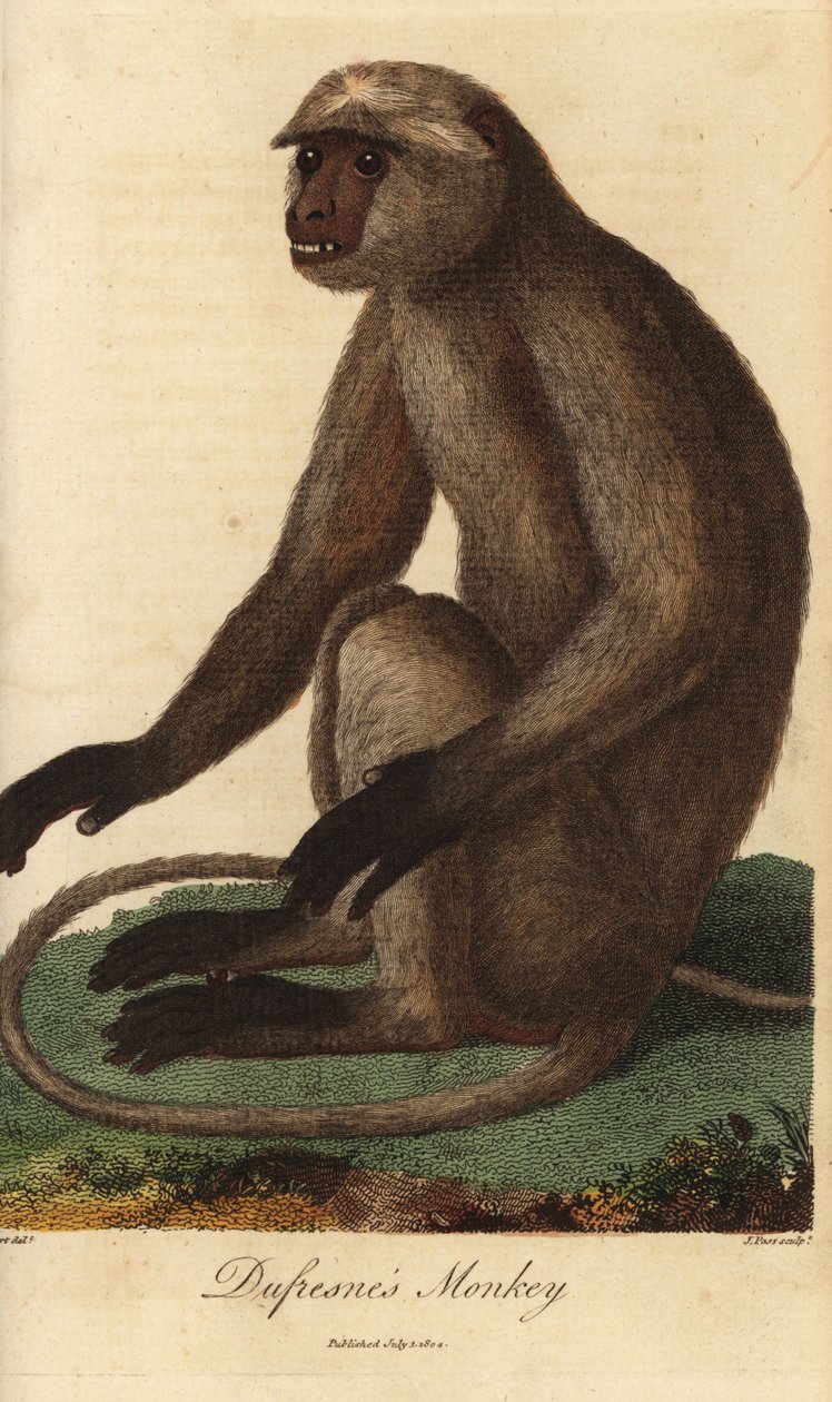 Semnopitheque entelle - Grå langur eller Hanumanlangur, Semnopithecus entellus (Dufresnes apa, Simia entellus) - Handkolorerat kopparstick av J. Pass efter en illustration av Jean Baptiste Audebert från Ebenezer Sibly