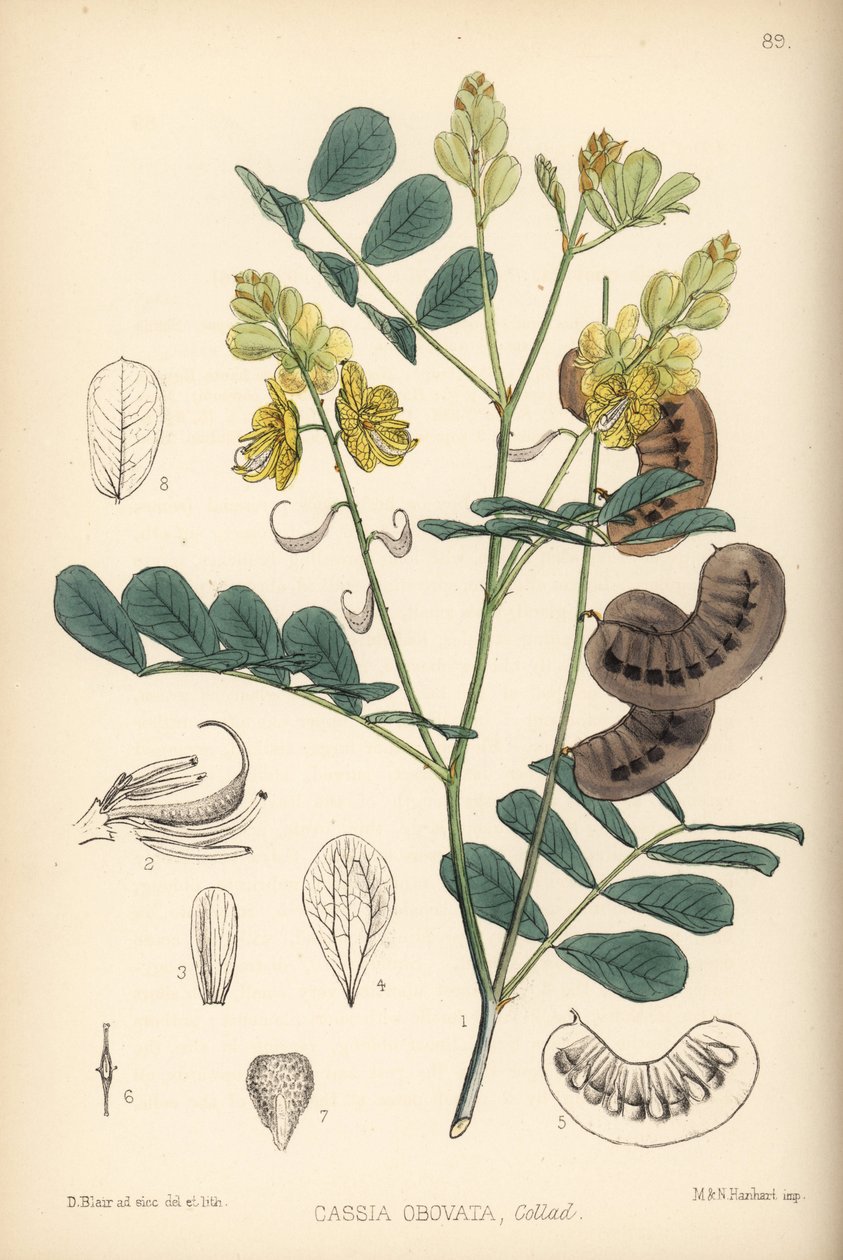 Senegalsenna, italiensk senna eller Port Royal senna, Senna italica (Cassia obovata). Handkolorerad litografi av Hanhart efter en botanisk illustration av David Blair från Robert Bentley och Henry Trimen