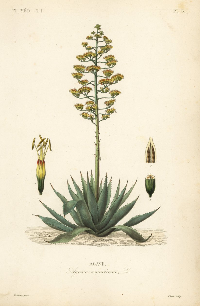Vaktväxt, sekelväxt, maguey eller amerikansk aloe, Agave americana, Agave av Unbekannt