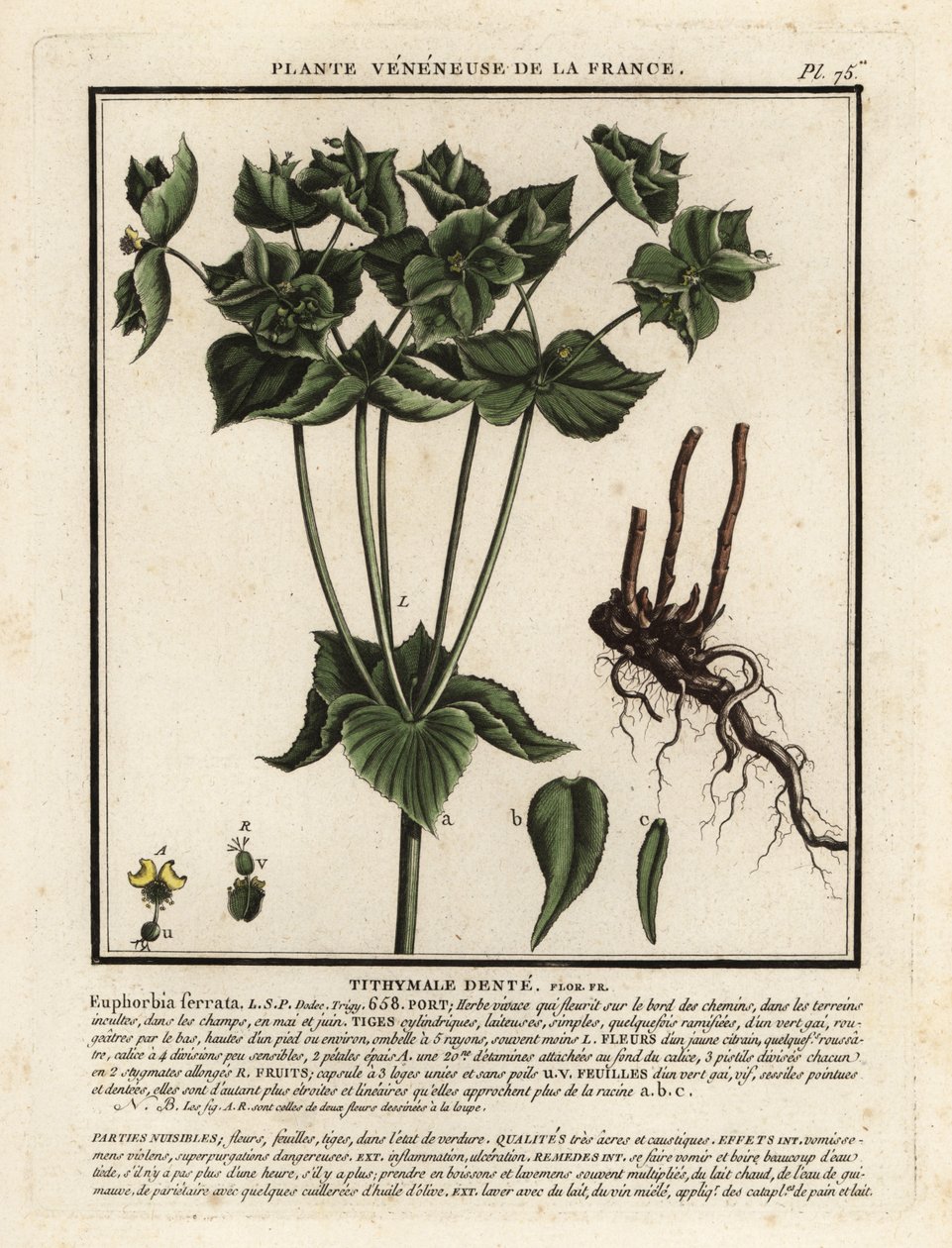 Tandad spöke, Euphorbia serrata. av Unbekannter Künstler