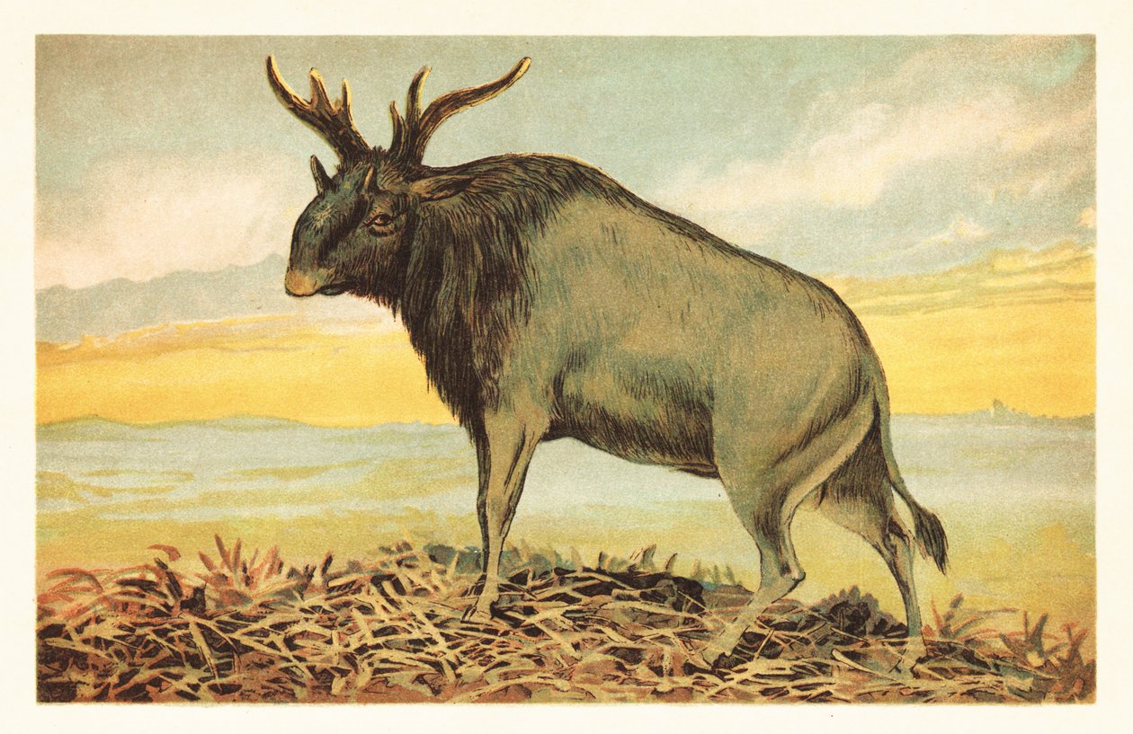 Shivas odjur, Sivatherium giganteum.1908 (litografi) av Unbekannter Künstler