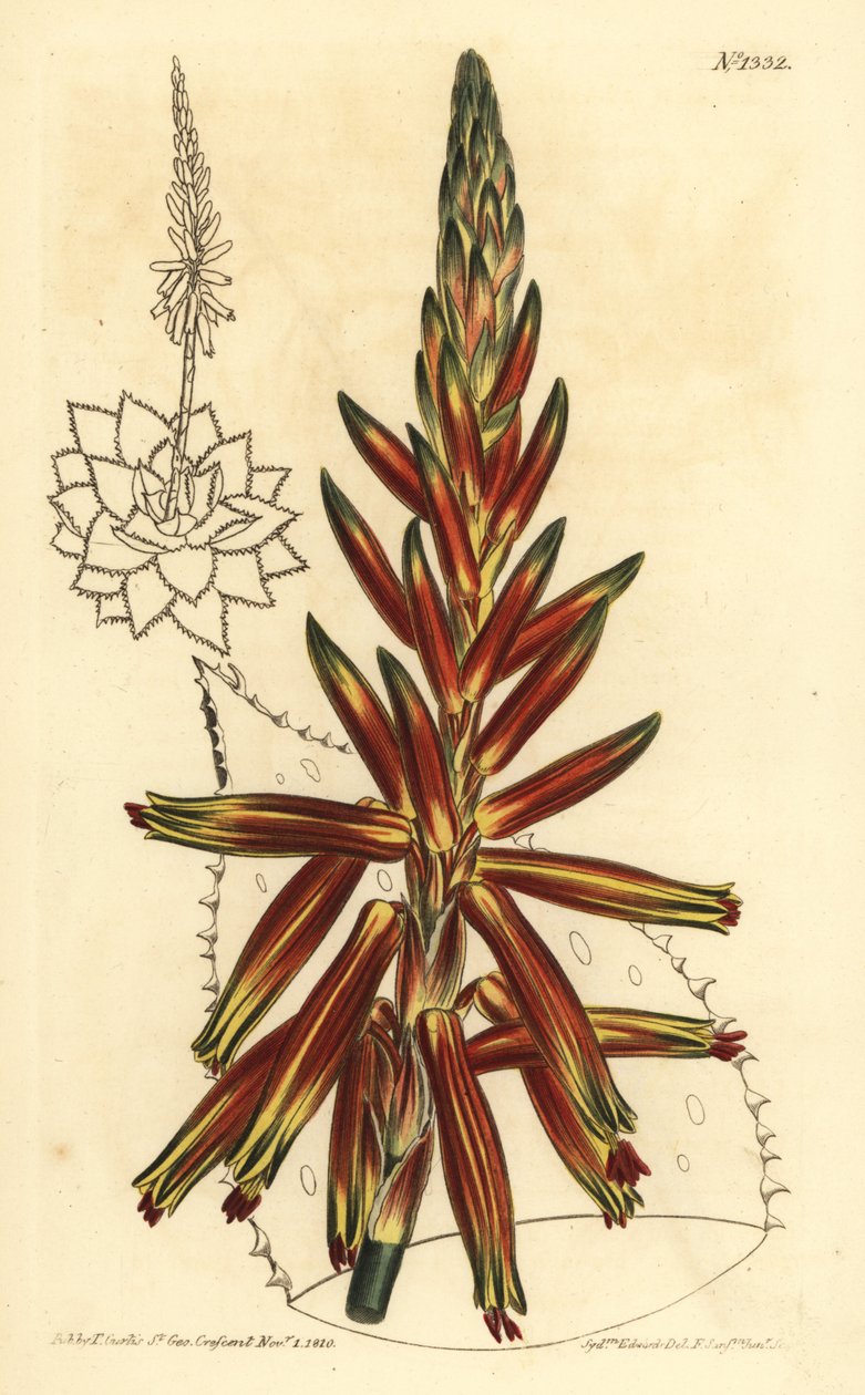 Kortbladig aloe, Aloe brevifolia var av Unbekannt