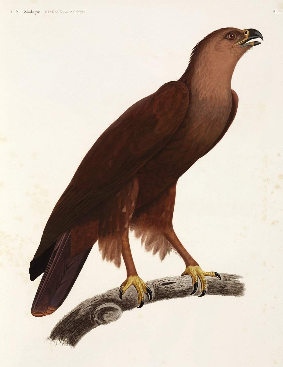 Shrill Eagle, Egypten av Unbekannter Künstler
