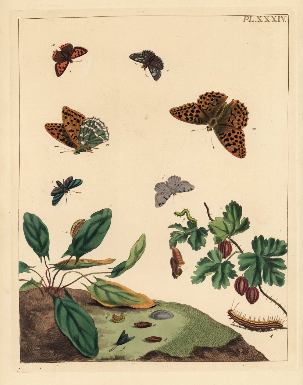 Silvertvättad fritillärfjäril, Argynnis paphia, skogsmal, Adscita statices, L. eller krusbärsmal, Halia vauaria, liten kopparfjäril, Lycaena phlaeas, dingelskocka, Erynnis tages, och krusbärsbuske, Ribes grossularia. Handkolorerad litografi av Unbekannter Künstler