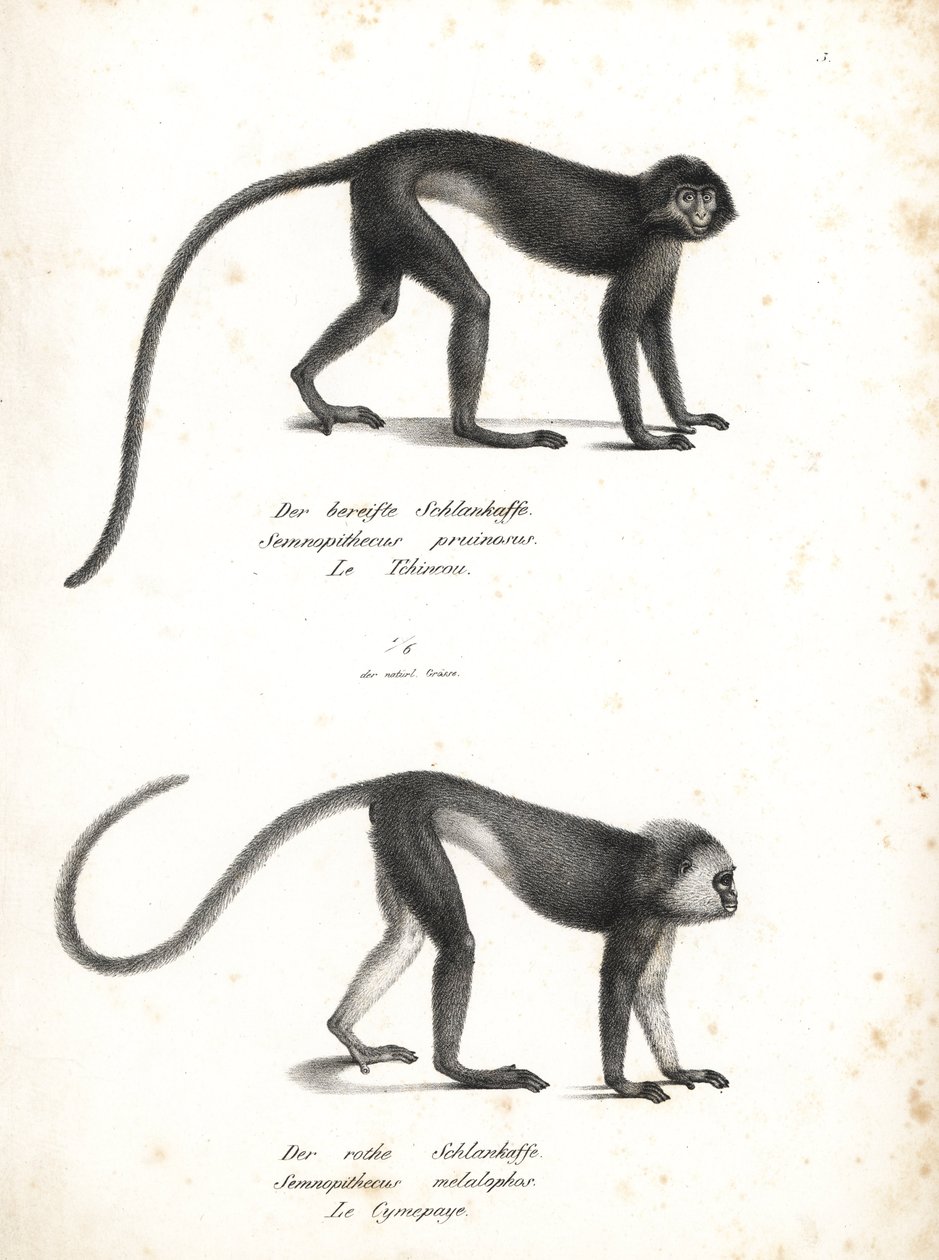 Silvrig lutung, Trachypithecus cristatus (Semnopithecus pruinosus) och Sumatrasurili, Presbytis melalophos (Semnopithecus melalophos) utrotningshotade. Litografi av Karl Joseph Brodtmann från Heinrich Rudolf Schinz Illustrated Natural History of Animals, Z av Unbekannter Künstler
