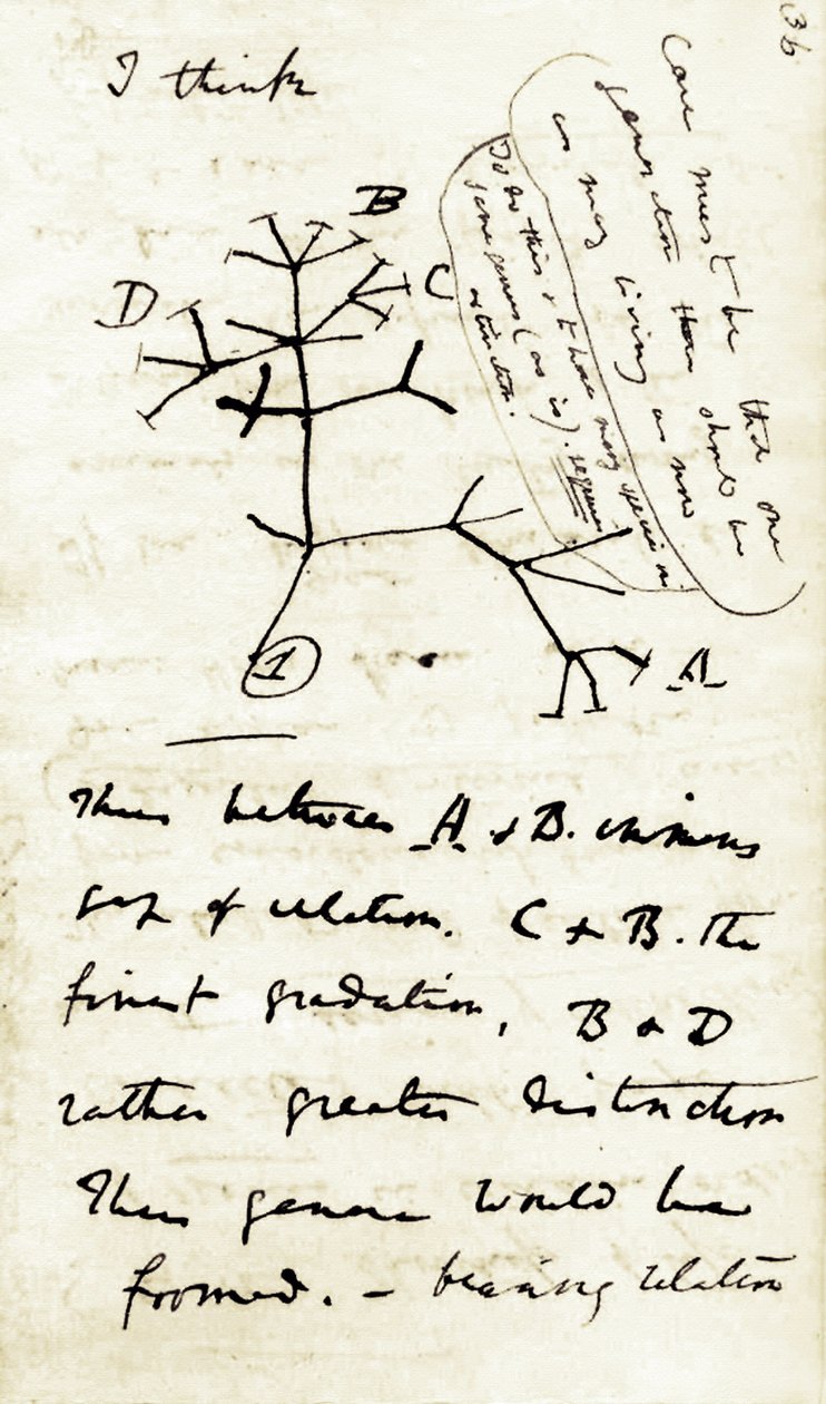 Skiss av Charles Darwin (1809-1882) från hans första anteckningsbok "Transmutation of species": detta är hans första diagram som hänvisar till hans evolutionsteori. 1837 av Unbekannter Künstler