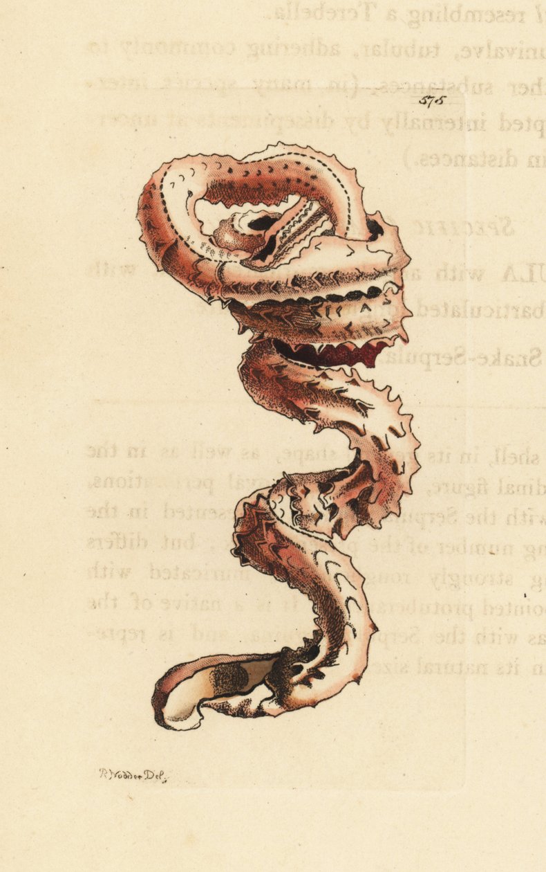 Skal av spolmask, Tenagodus anguinus (Muricated serpula, Serpula muricata). Illustration ritad och graverad av Richard Polydore Nodder. Handkolorerat kopparstick från George Shaw och Frederick Nodders The Naturalist