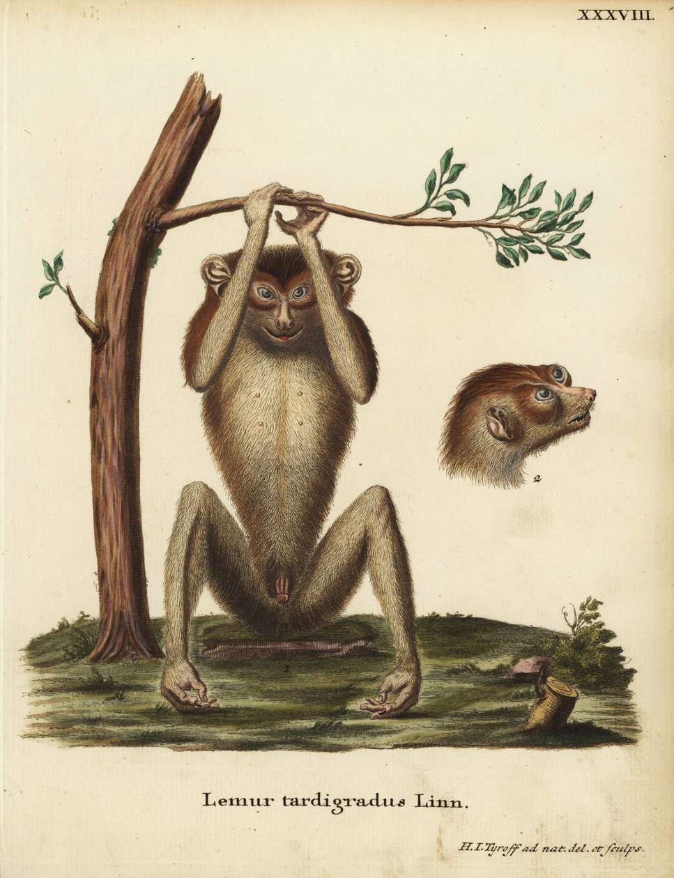 Långsam lemur eller röd smal loris, Loris tardigradus. Utrotningshotad. Lemur tardigradus Linn. Handkolorerat kopparstick tecknat och graverat efter naturen av Hermann Jakob Tyroff från Johann Christian Daniel Schrebers Animal Illustrations after Nature, e av Unbekannter Künstler