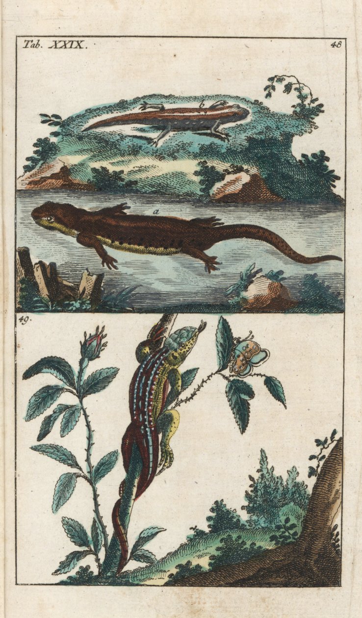 Triton och sandödla - starkt vatten av Gottlieb Tobias Wilhelm (1758-1811), från Encyclopedie of Natural History: Amfibier av Unbekannter Künstler
