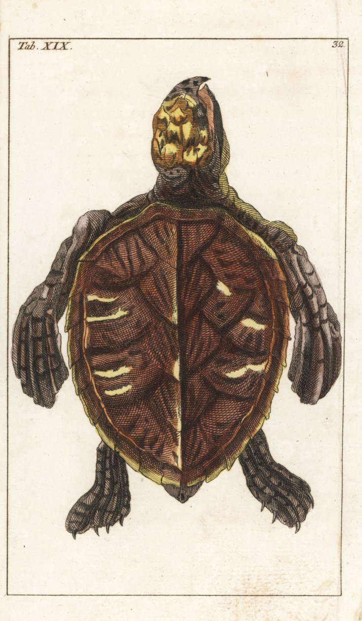 Snacksköldpadda eller sköldpadda - starkt vatten av Gottlieb Tobias Wilhelm (1758-1811), från Encyclopedie of Natural History: Amfibier av Unbekannter Künstler