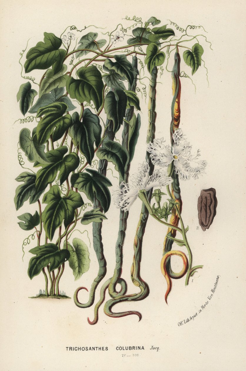 Ormgurka, Trichosanthes cucumerina (ormgurka eller hårblomma, Trichosanthes colubrina). Handkolorerad litografi från Louis van Houtte och Charles Lemaires Flowers of the Gardens and Hothouses of Europe, Flore des Serres et des Jardins de l