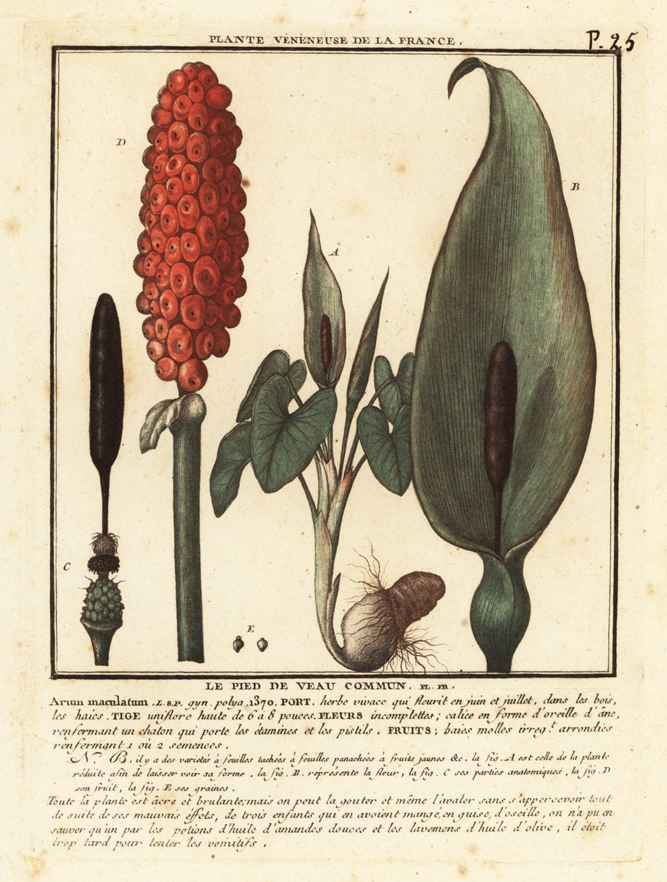 Ormhuvud, Arum maculatum. av Unbekannter Künstler